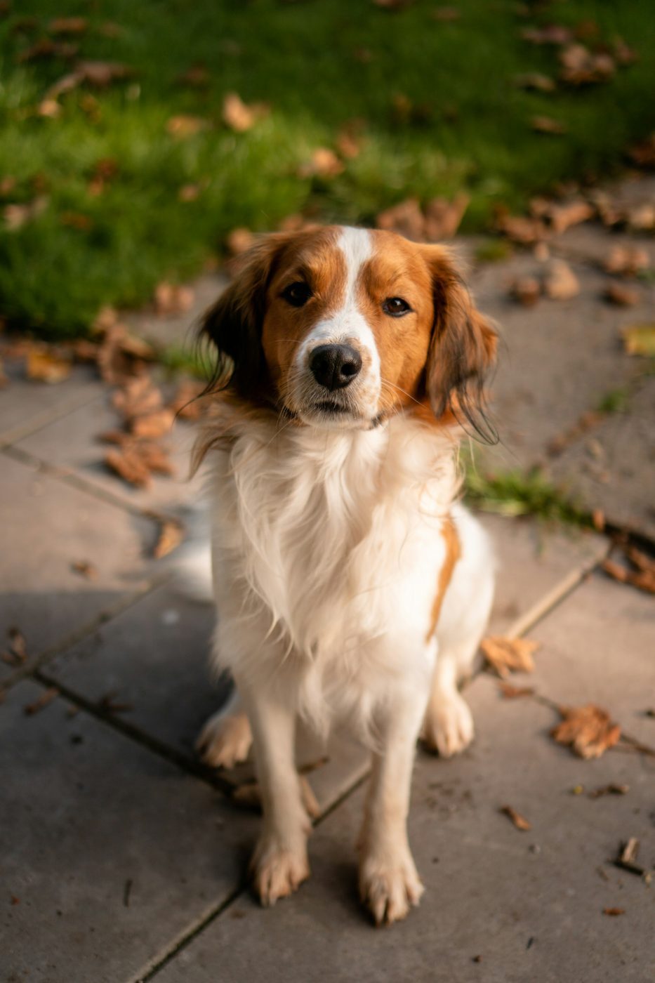 Ein Foto von Max, einem Beispielhund, der auf einem Weg sitzt.