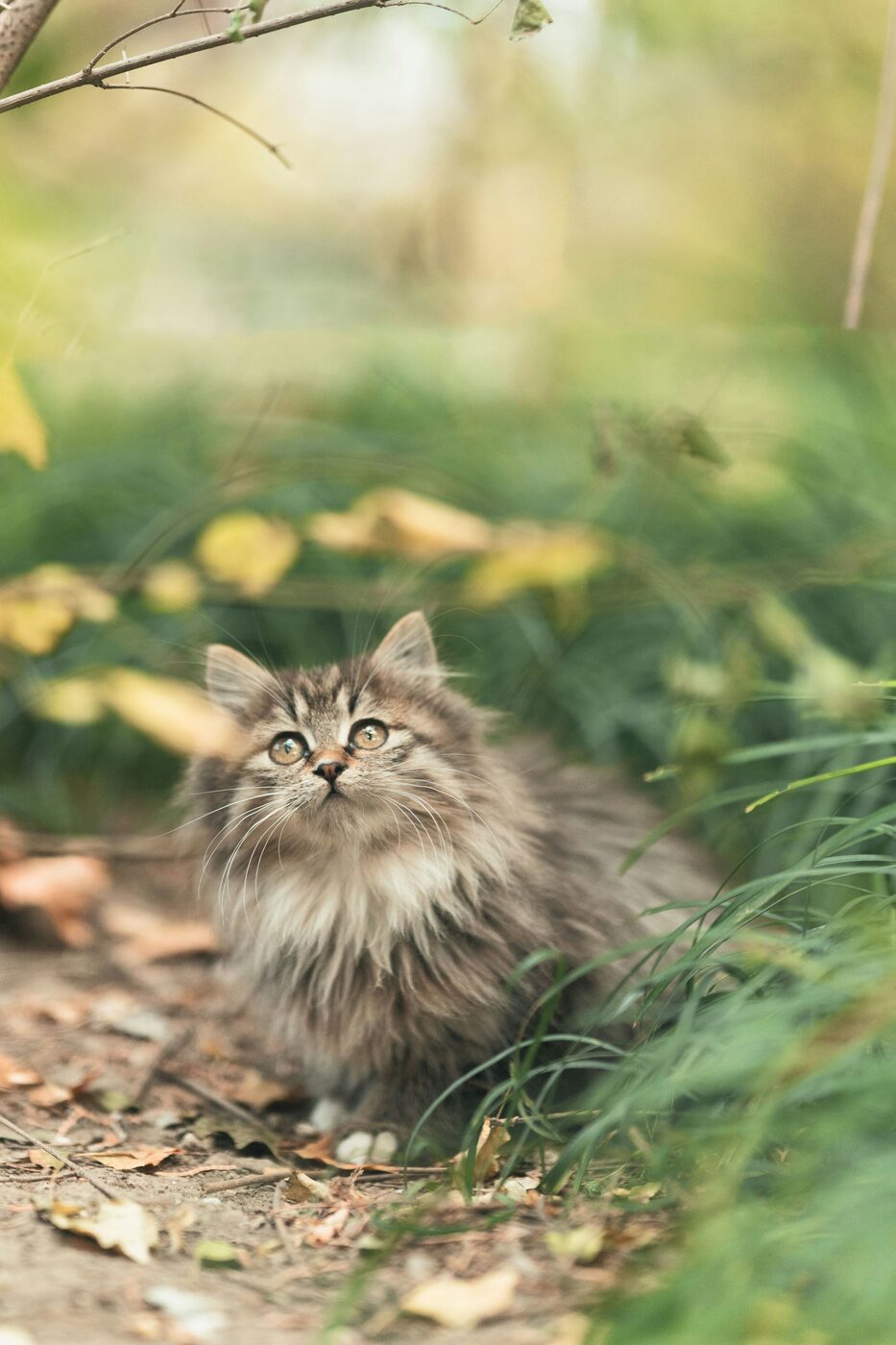Ein Foto von Mo, einer Beispielkatze, die im Gras sitzt.